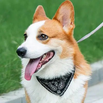 Collier Pour Chien - NewCatDogScarf™ - Noir - Chien Trendy