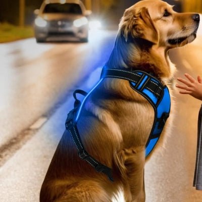 Harnais Chien - LEDDogHarnesses™ - Bleu - Chien Trendy