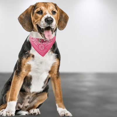 Collier Pour Chien - NewCatDogScarf™ - Rose - Chien Trendy