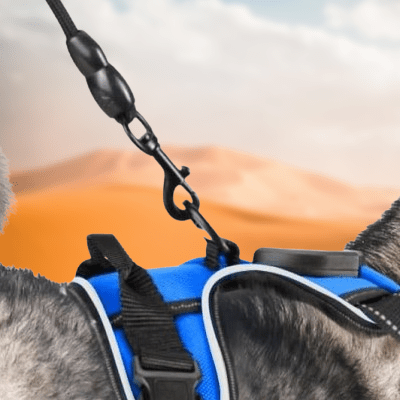 Harnais Chien - LEDDogHarnesses™ - Bleu - Chien Trendy